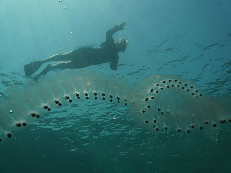 salp chain