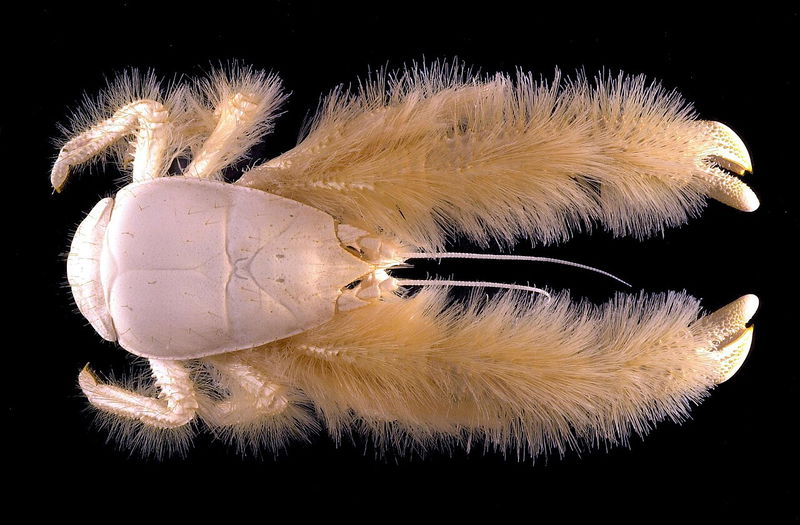 Yeti Crab