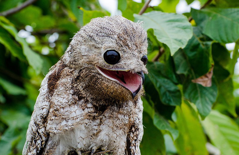 potoo bird Nyctibius grandis