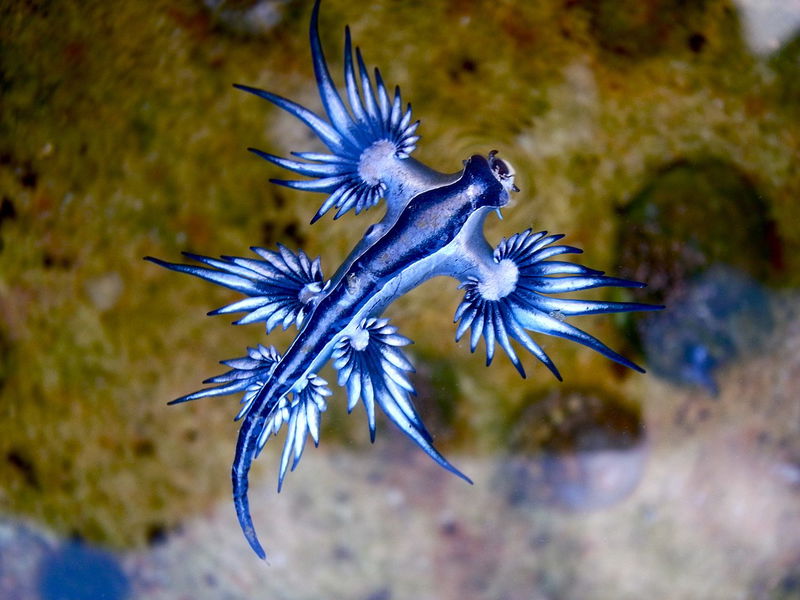 Blue dragon glaucus atlanticus