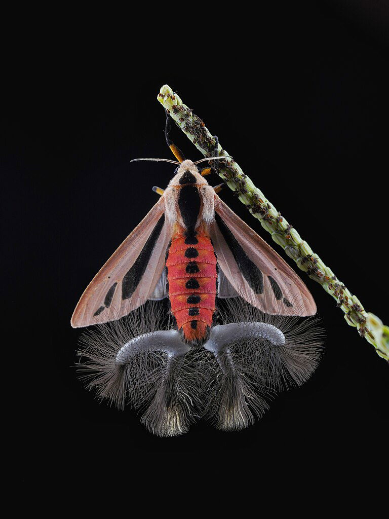 Creatonotos Moth