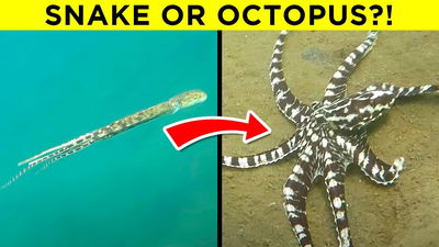 UNBELIEVABLE Things Animals Are Able To Do