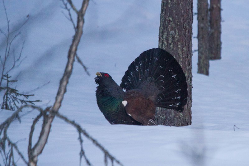 Western_Capercaillie__Tetrao_urogallus___13667946813_