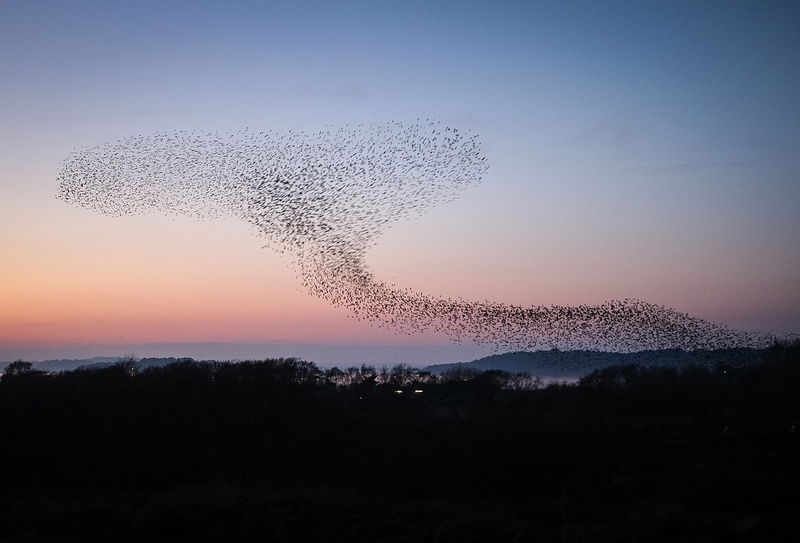 Studland_Starlings