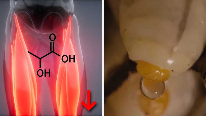 hornet_lactic_acid