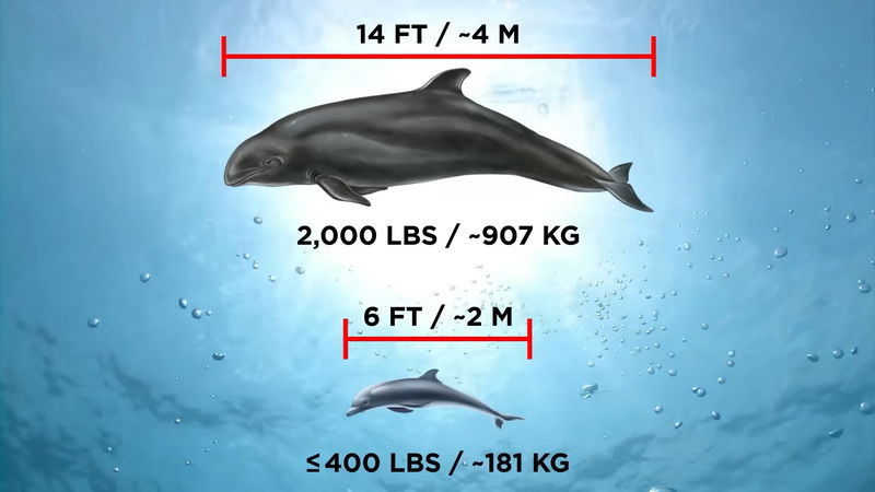 wholphin_parents_sizes