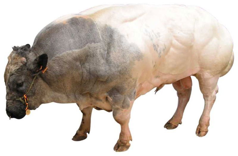 belgian_blue