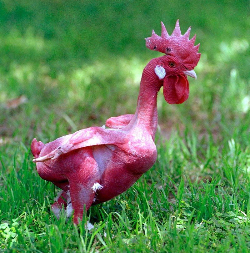 featherless_chicken