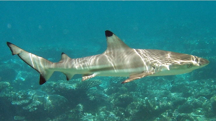 Carcharhinus_melanopterus_mirihi