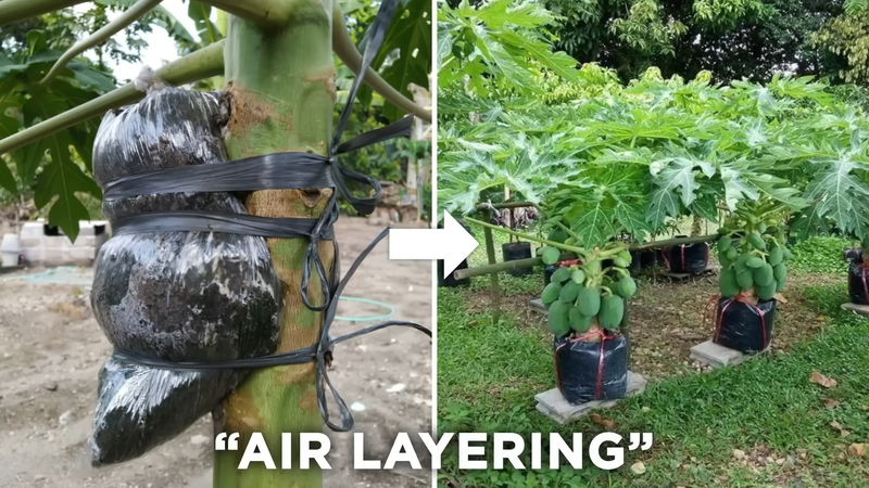 air_layering