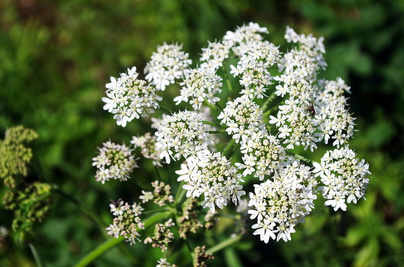 carrot_flower