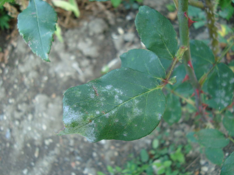 rose_powdery_mildew