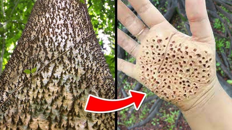 Most Dangerous Trees You Should NEVER Touch