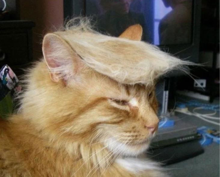 Trump_hair