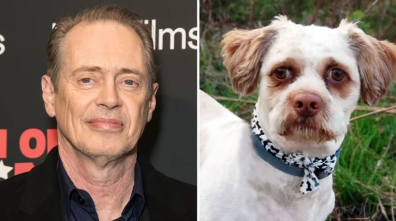 Steve_Buscemi_