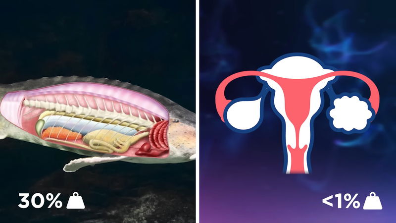 fish_vs_women_ovary