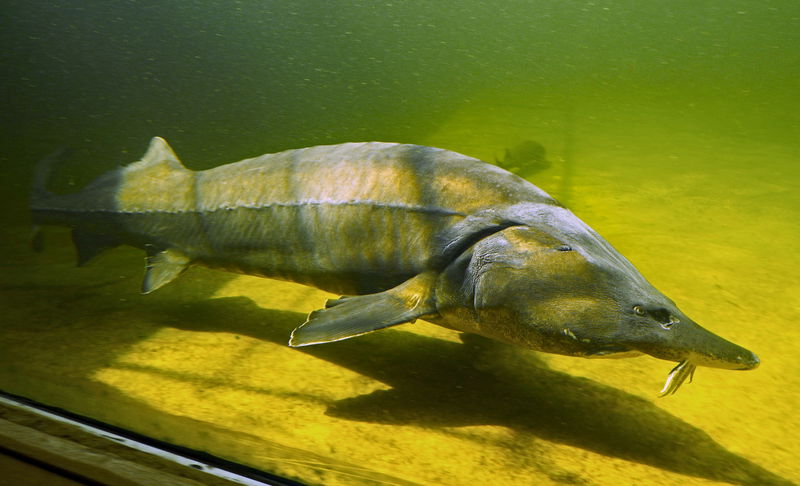 sturgeon_fish