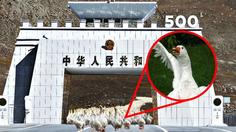 china_guard_geese