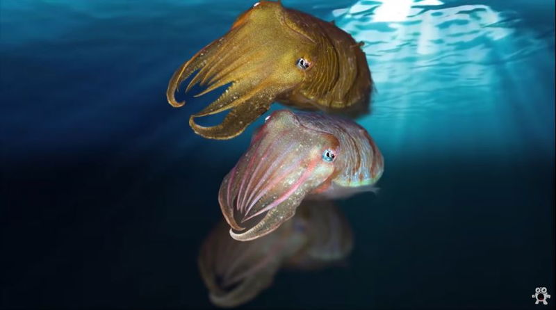 18._Male_Cuttlefish_1