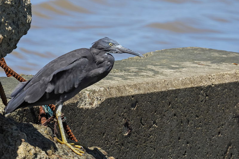 17._Black_Herons_