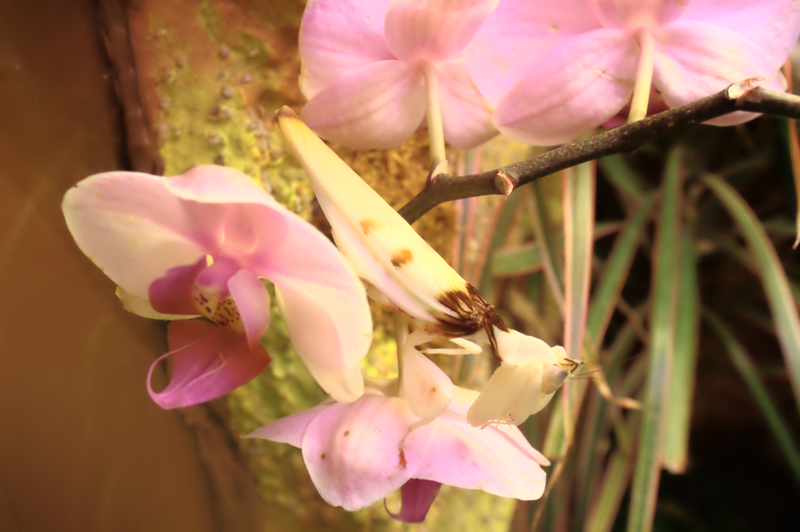 09._The_Orchid_Mantis_