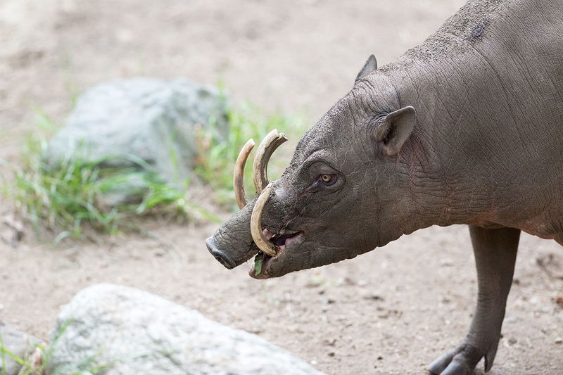 Babirusa