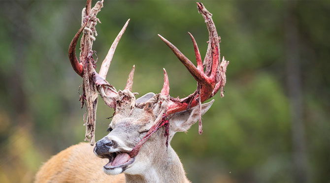 deer_eating_antlers