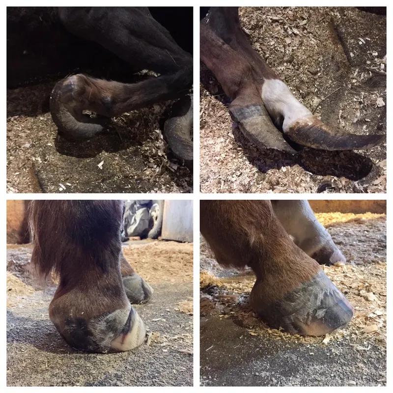 horse_curled_toe