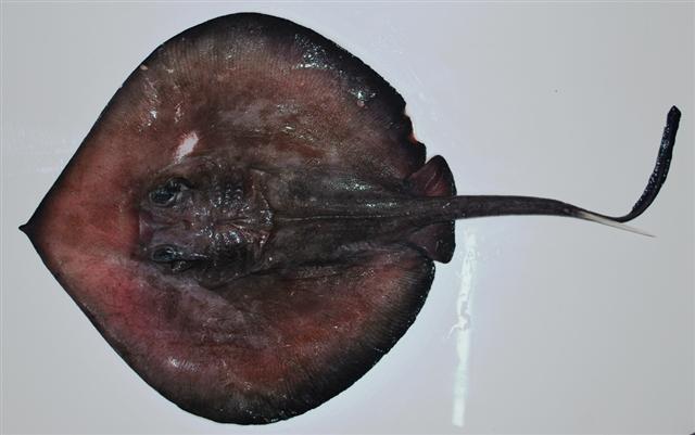 stingray_tail