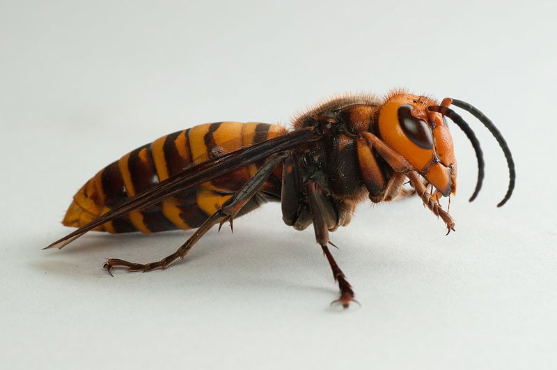 8. Japanese Giant Hornets