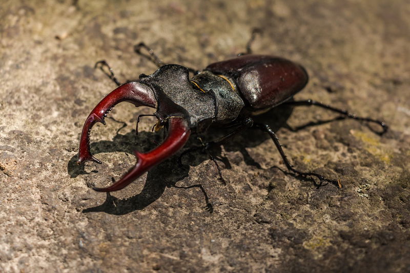 5._Stag_Beetles_