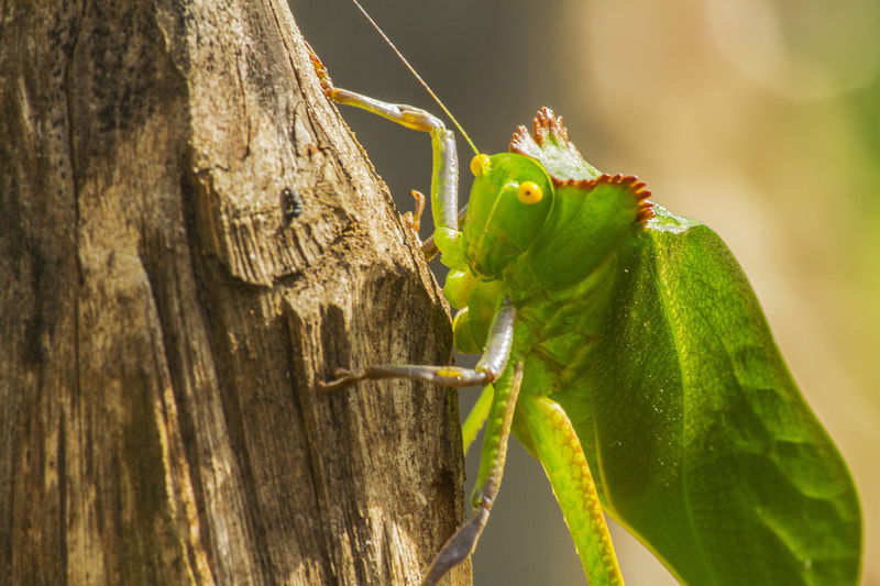 6._Katydids_