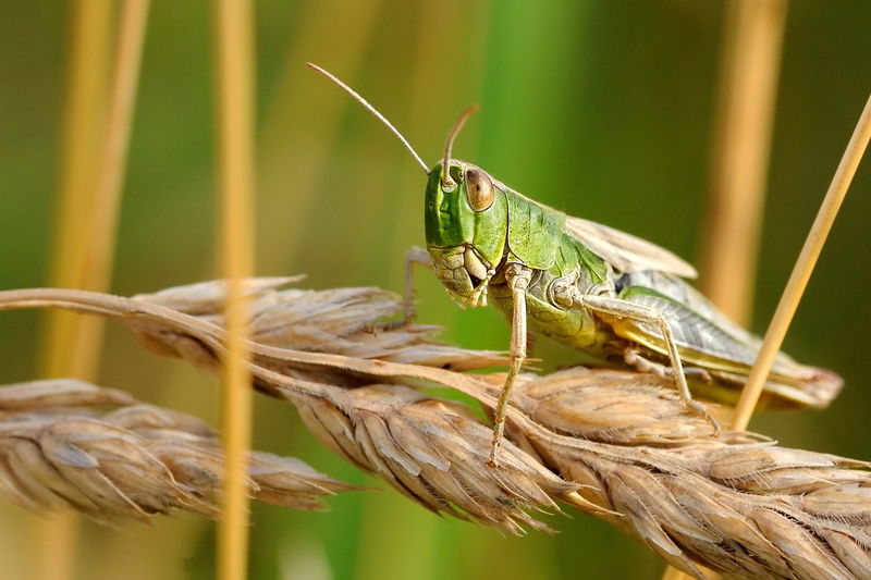 2._Migratory_Locusts_