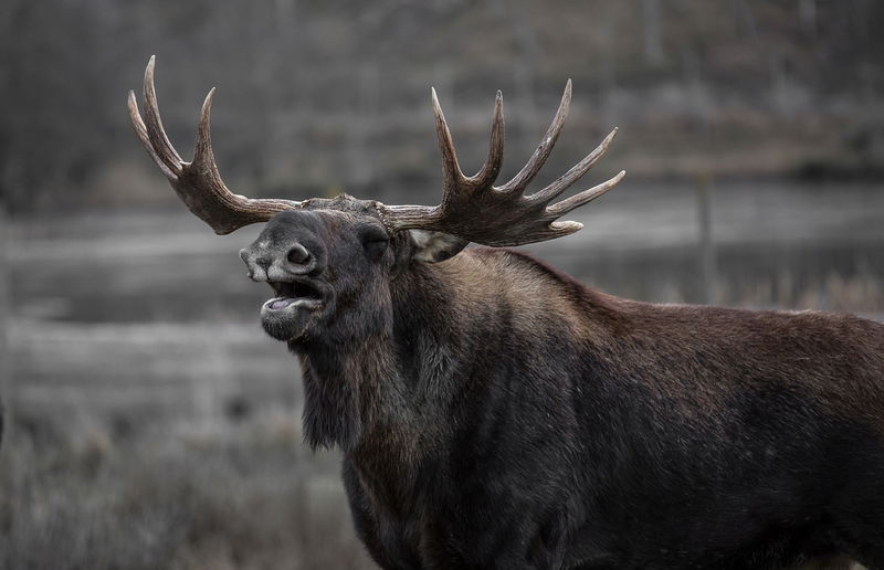 6._Don___t_look_at_a_moose_in_Alaska