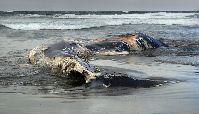 A_dead_whale_at_Ocean_Beach