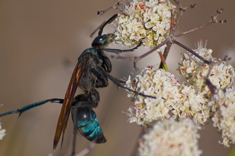 5._Tarantula__Hawk_Wasp