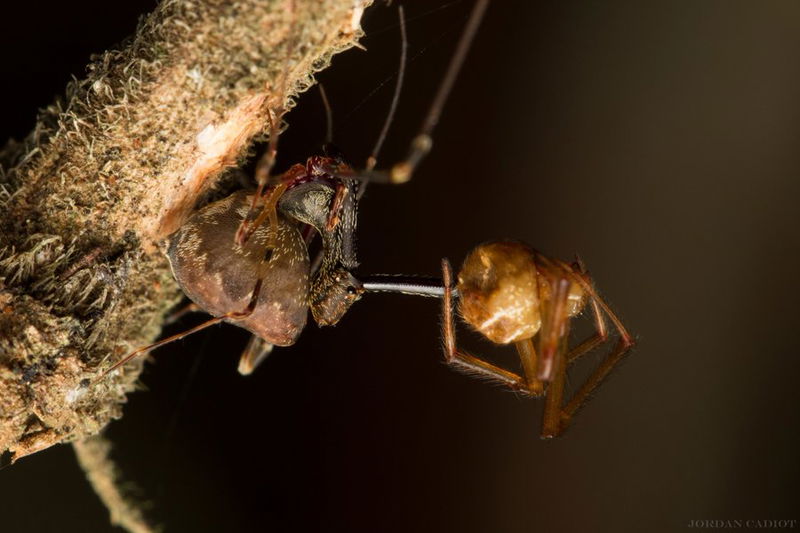 pelican_spider_hunting