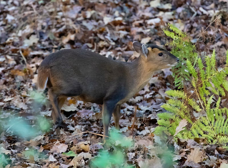 muntjac