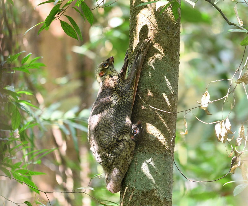 sunda-flying-lemur