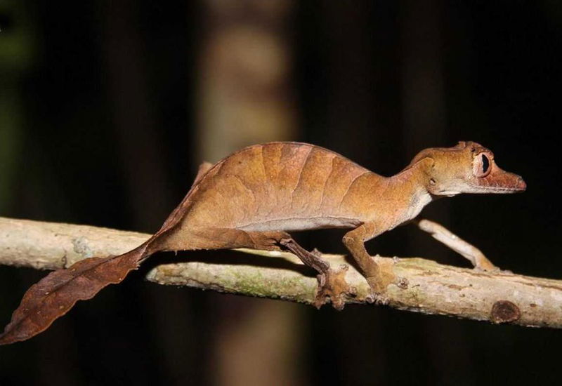 leaf-tailed_gecko