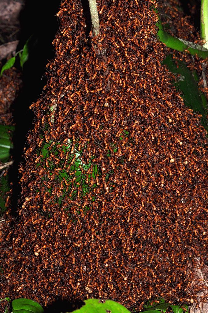 Bivouac_of_army_ants