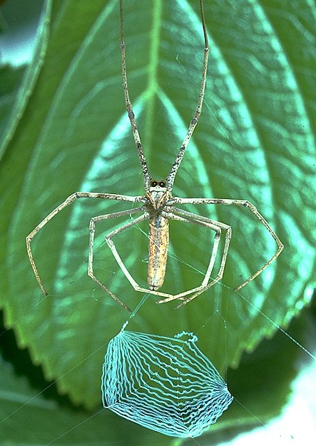 ogre-faced_spider_second_web