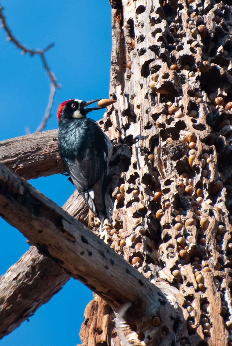 Acorn_Woodpecker_with_Hoard