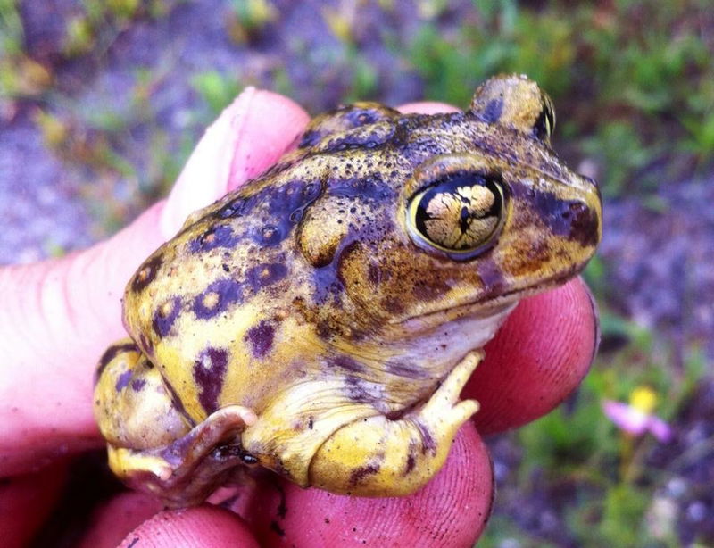 Eastern_Spadefoot_toad