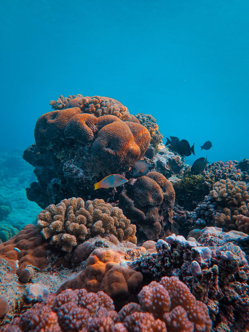 coral_reef