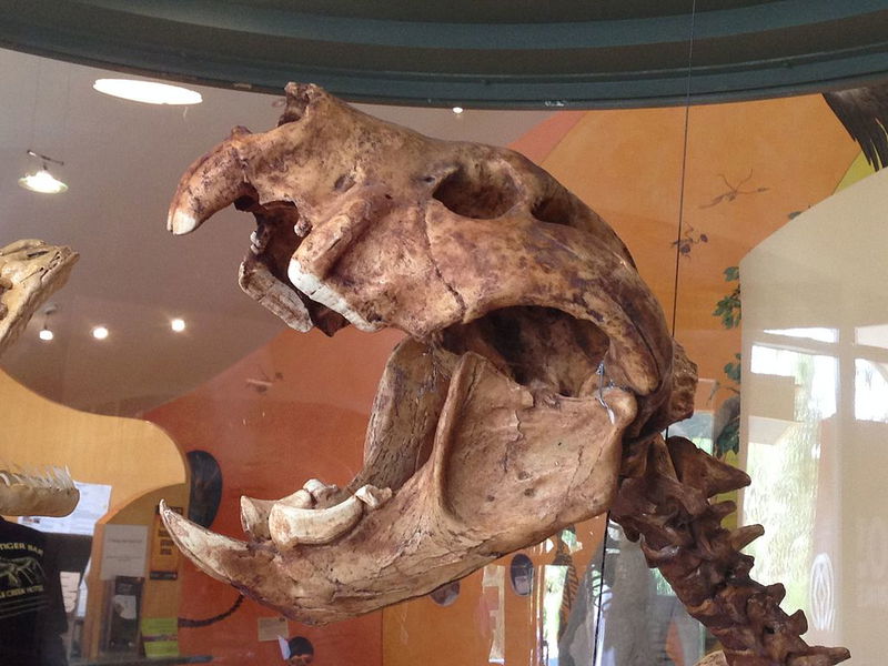 Skull_of_the_Marsupial_Lion