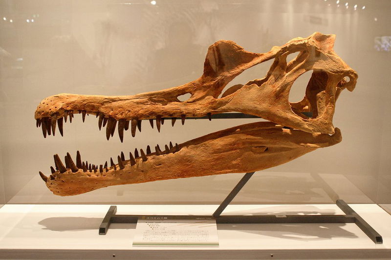 Spinosaurus_skull