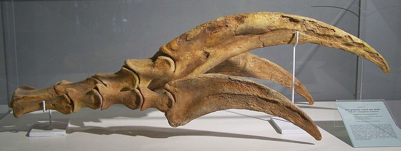 Therizinosaurus_claw