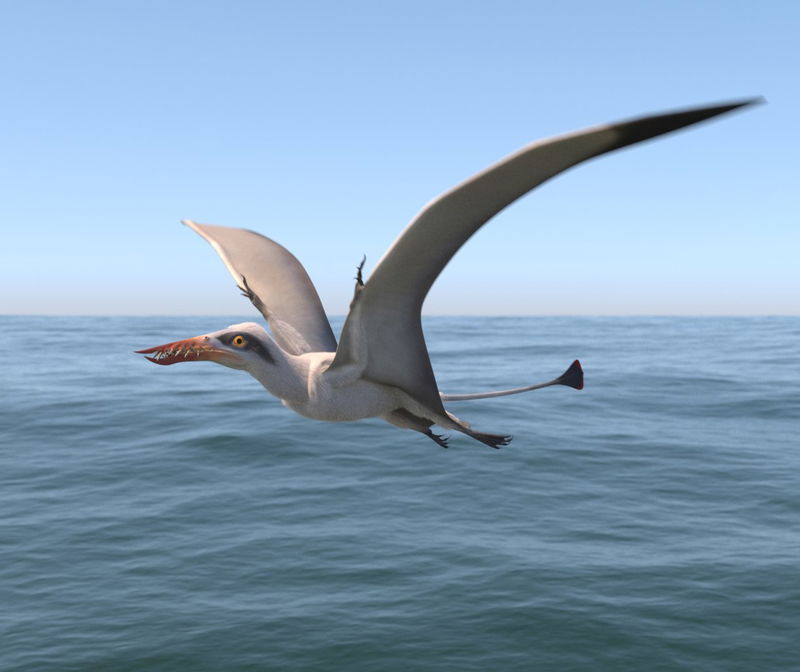 Rhamphorhynchus