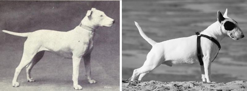 The_Bull_Terrier